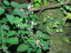 Scutellaria orichalcea