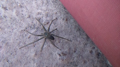 Loxosceles
