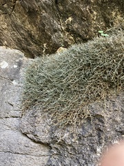 Selaginella underwoodii