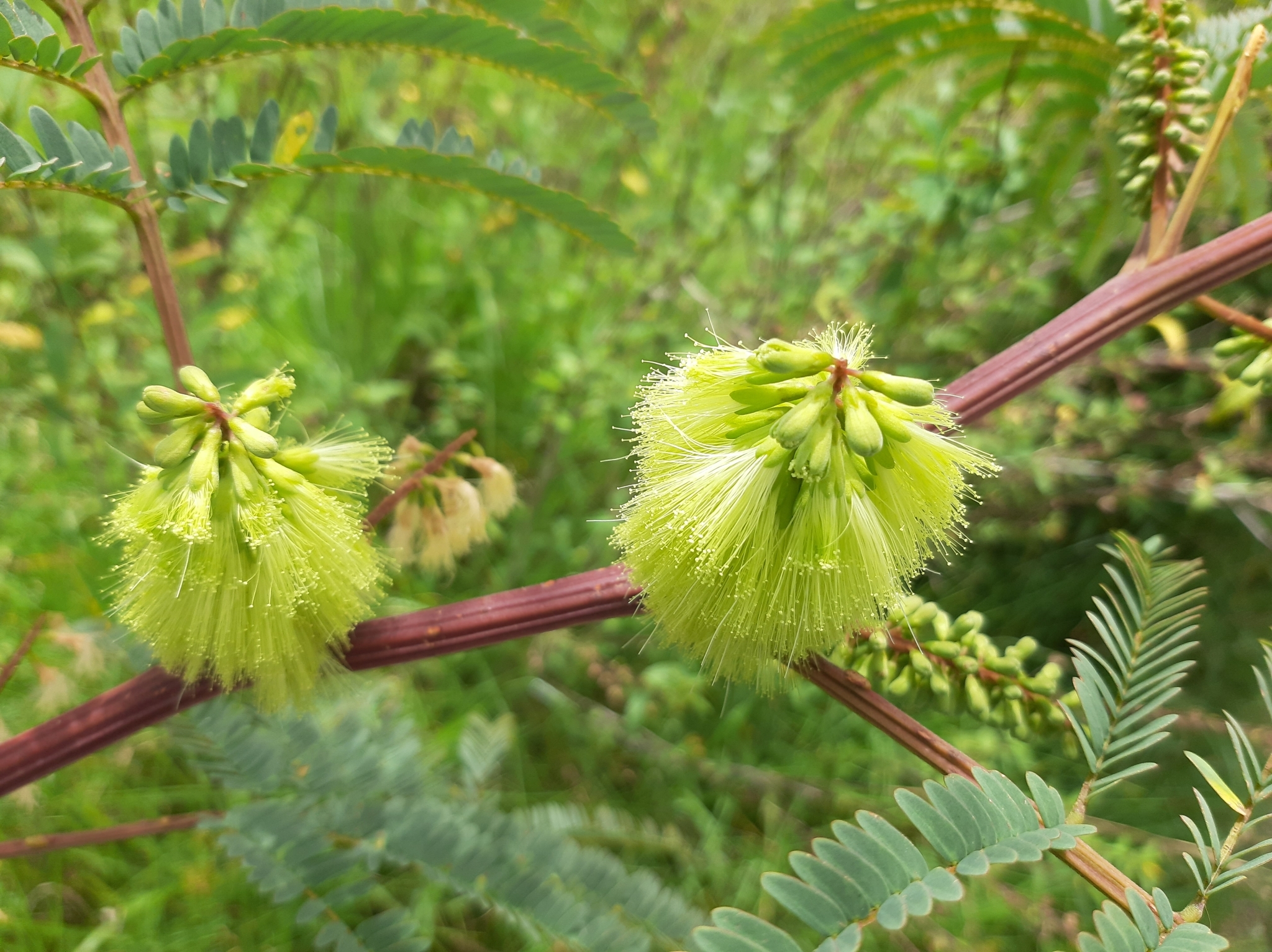 Paraserianthes lophantha image