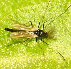 Paratendipes albimanus