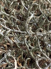 Selaginella underwoodii