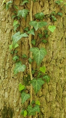 Hedera helix