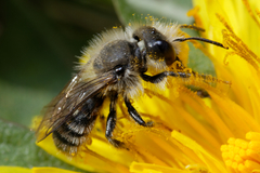 Osmia bicolor