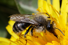 Osmia bicolor