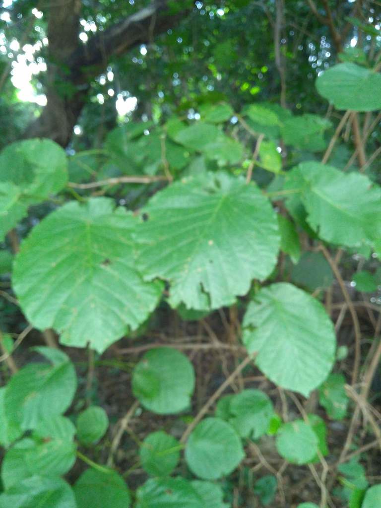 Coccoloba tiliacea