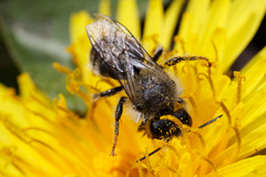 Osmia bicolor