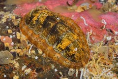 Rhyssoplax tricostalis