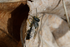 Osmia bicolor