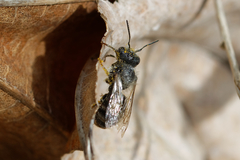 Osmia bicolor