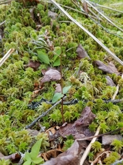 Neottia bifolia