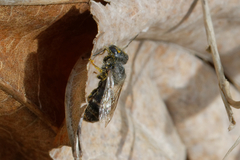 Osmia bicolor