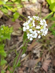 Lepidium heterophyllum