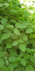 Isoglossa woodii