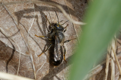 Osmia bicolor