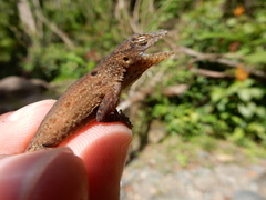 Anolis stratulus