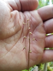 Neottia bifolia