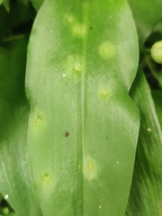 Puccinia sessilis