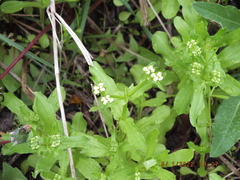 Valerianella umbilicata