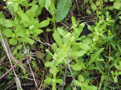 Valerianella umbilicata