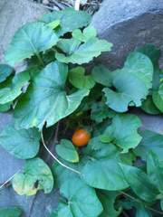 Lycianthes asarifolia