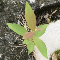 Magnoliopsida