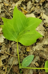 Liriodendron tulipifera