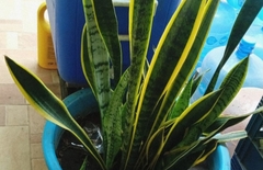 Sansevieria