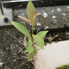 Magnoliopsida