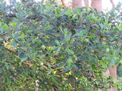 Ficus natalensis