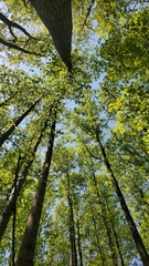 Liriodendron tulipifera