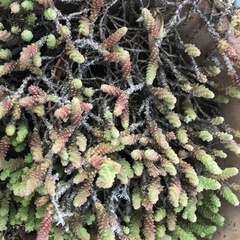 Sedum acre