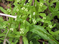 Valerianella umbilicata
