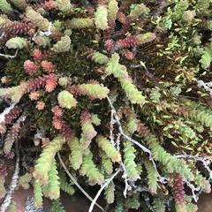 Sedum acre