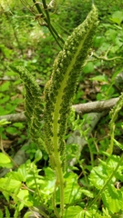 Osmundastrum cinnamomeum