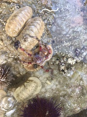 Ophiarachnella capensis