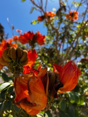 Spathodea campanulata