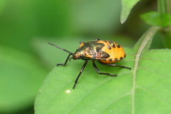 Cantao ocellatus