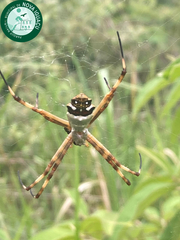 Argiope argentata