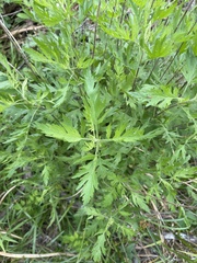 Eupatorium × pinnatifidum