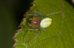 Araniella cucurbitina