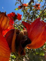 Spathodea campanulata