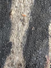 Anteaglonium globosum