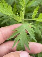 Eupatorium × pinnatifidum