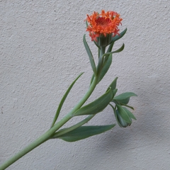 Kleinia fulgens