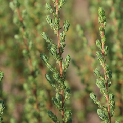 Cliffortia polygonifolia polygonifolia