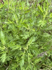 Eupatorium × pinnatifidum