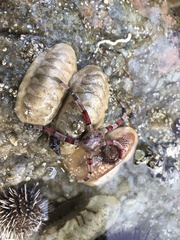 Ophiarachnella capensis