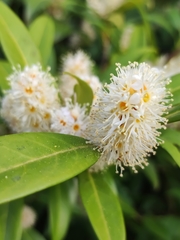 Prunus laurocerasus