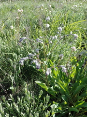 Rindera tetraspis